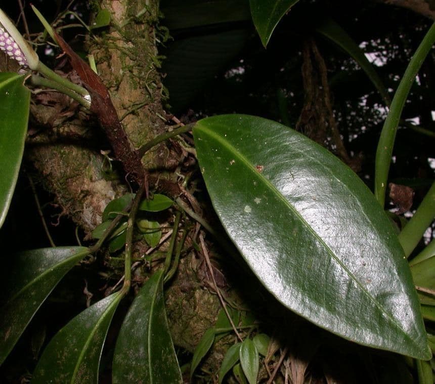 Anthurium 2