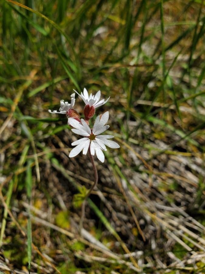 Lithophragma 5