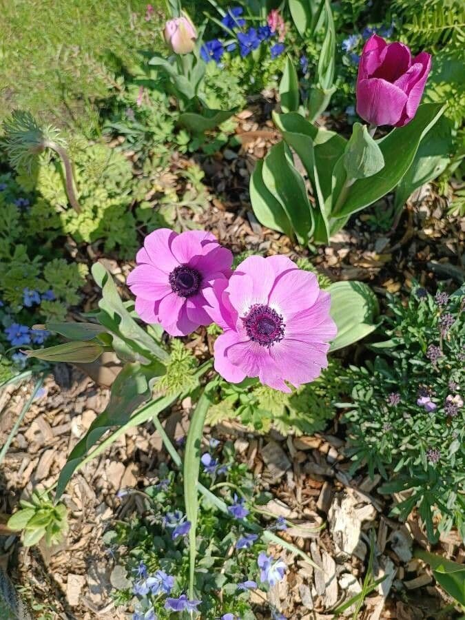 Kronen-Anemone 17