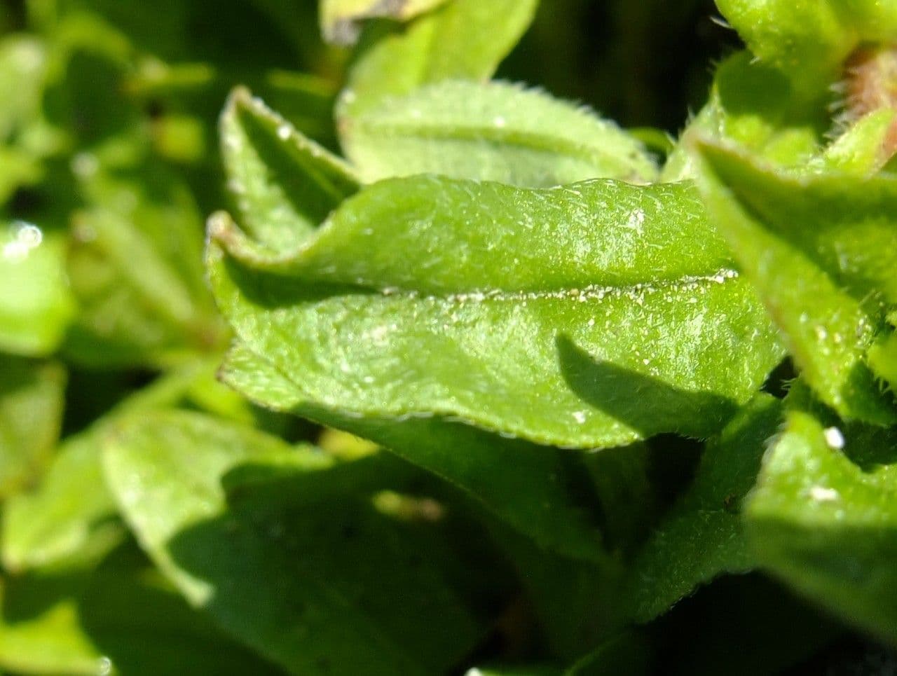 Myosotis de Rehsteiner 6