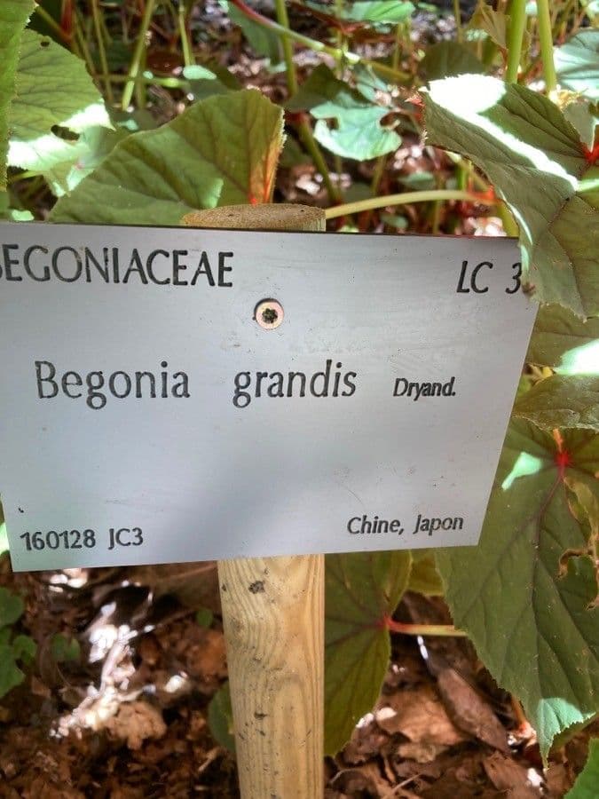 Begonia 25