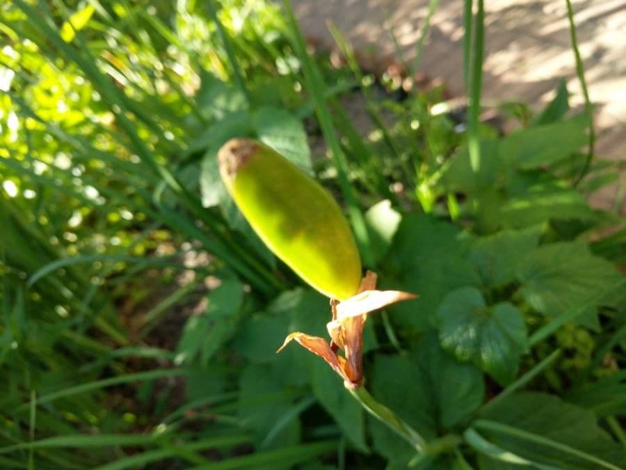 Clusius-Tulpe 2