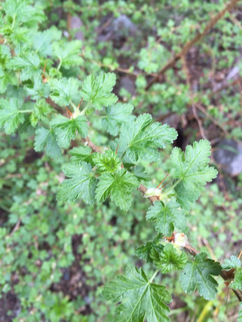 Ribes di Menzies 13