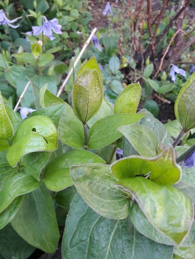 Einfache Clematis 23