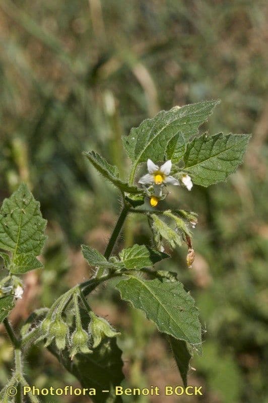 Solano argentino 22