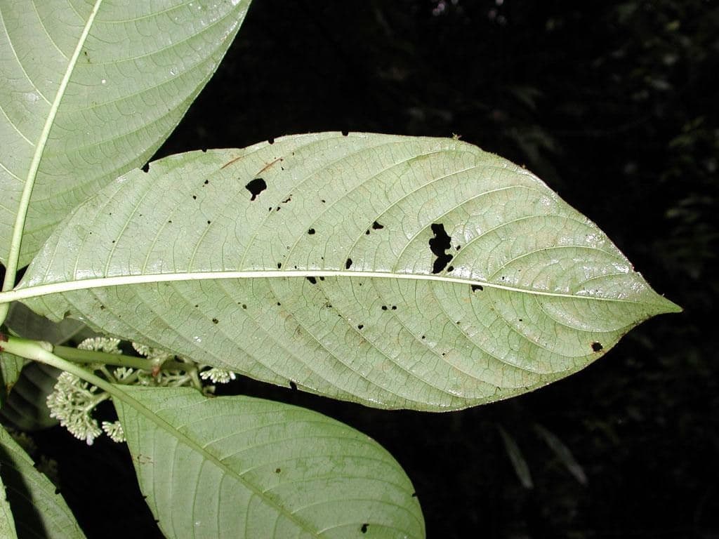 Palicourea 15