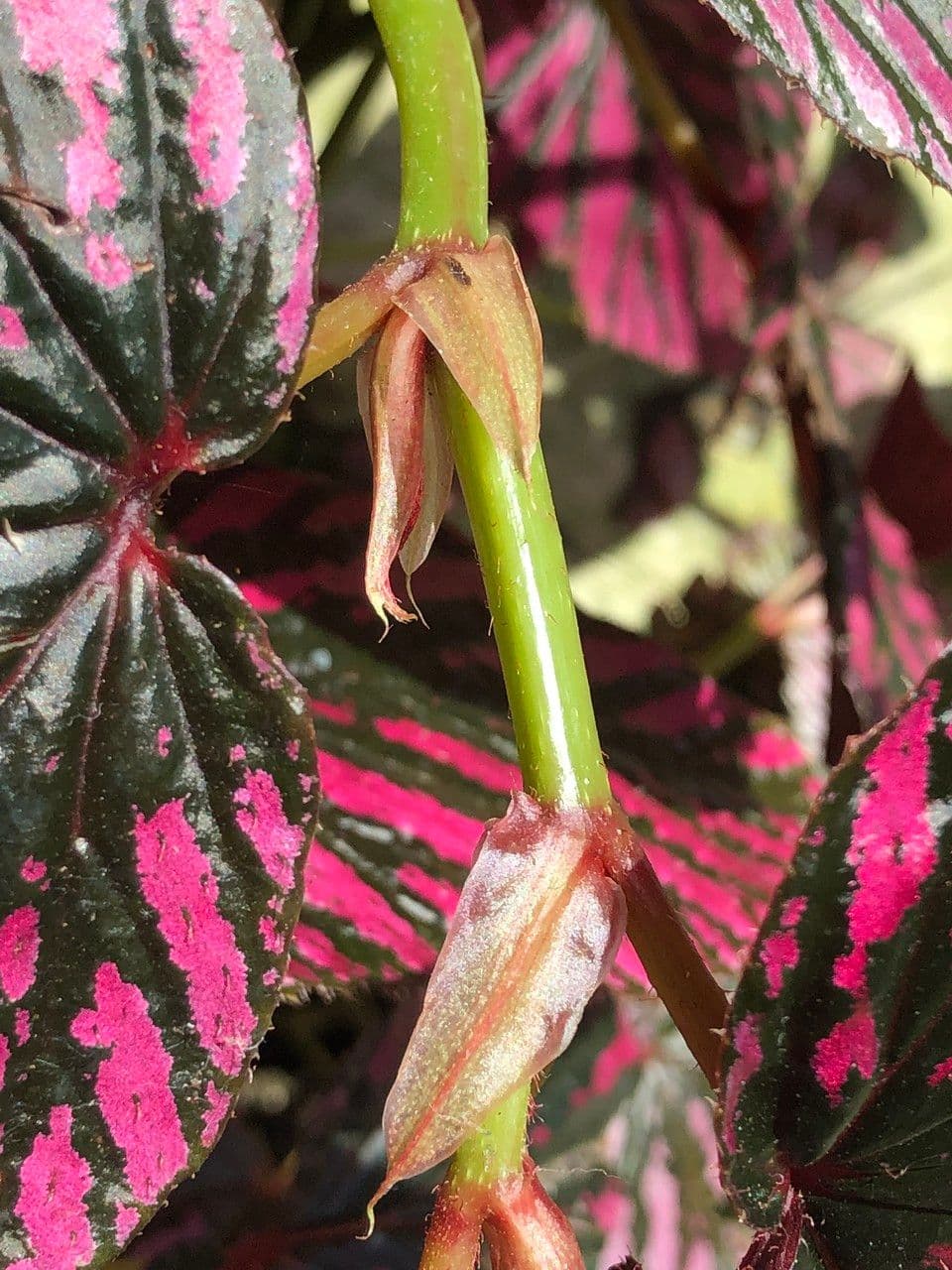 Begonia brevirimosa