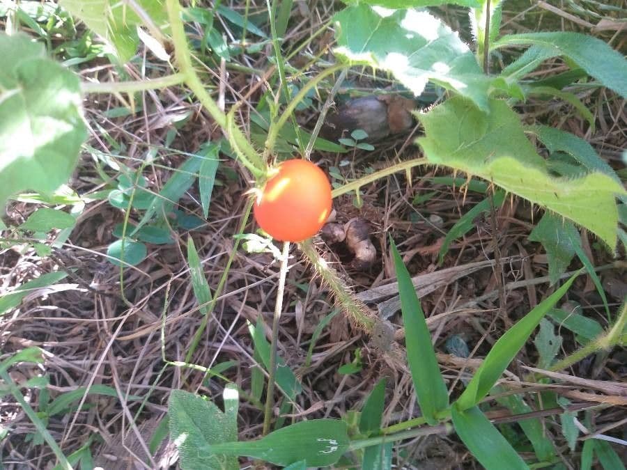 Solanum capsicoides 2