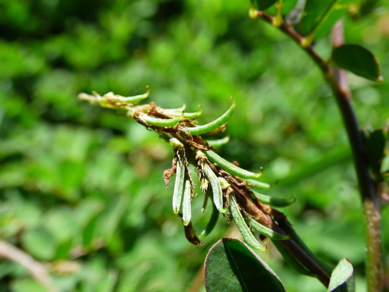 Indigofera hendecaphylla 2
