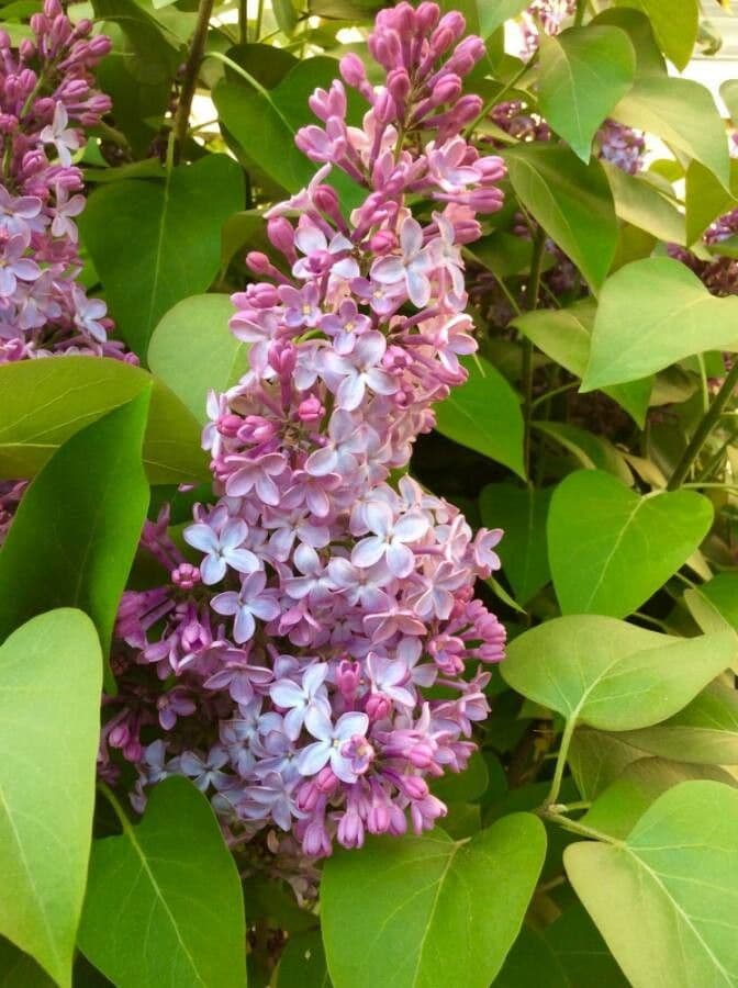 Common lilac 7