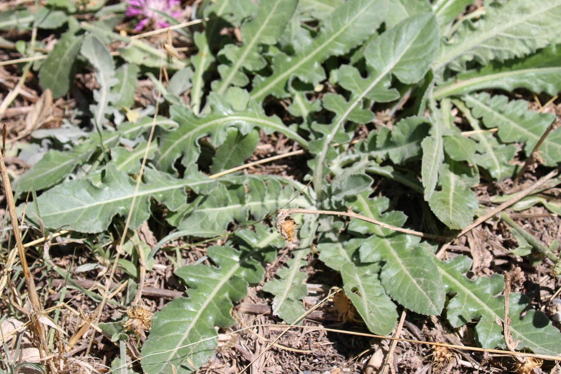 Centaurea diluta 9
