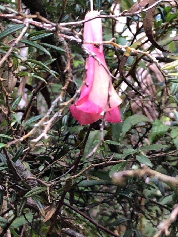Philesia 3