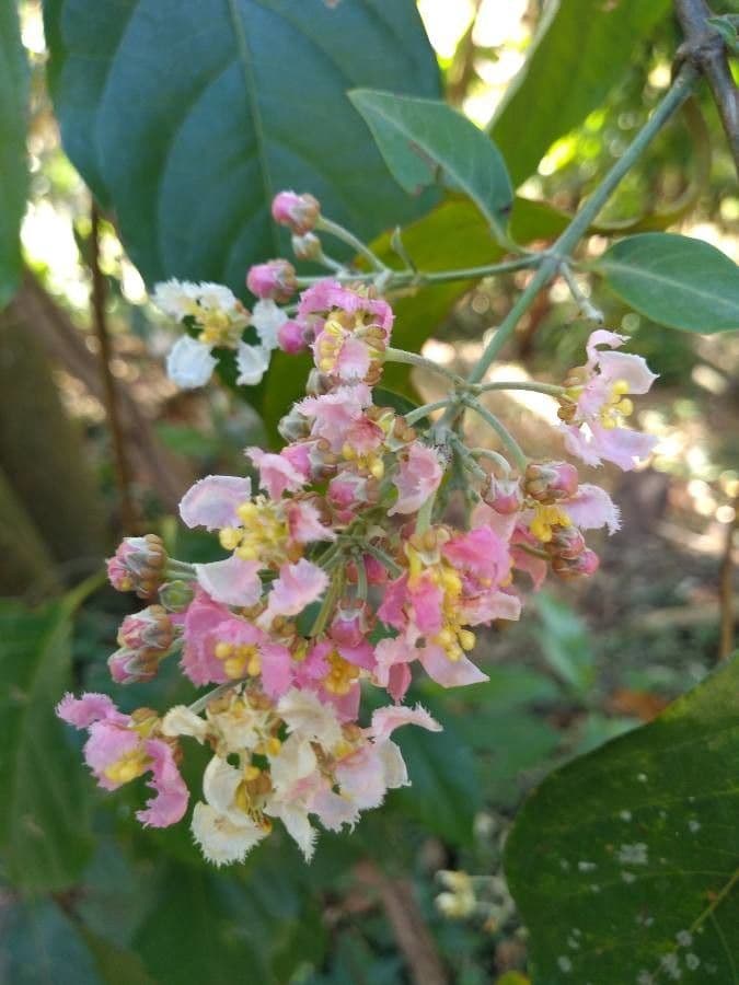 Ayahuasca 5