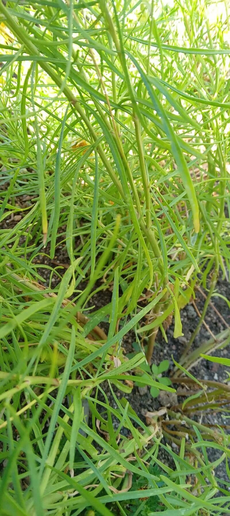 Thymophylla 12