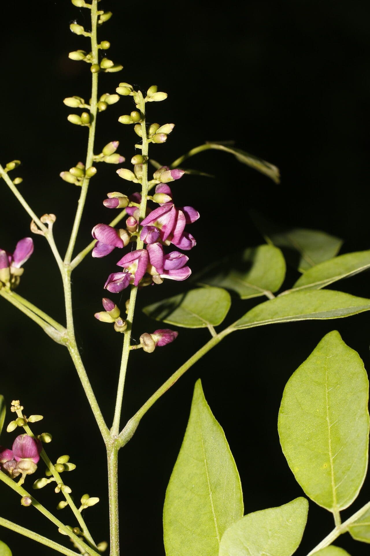 Lonchocarpus 4