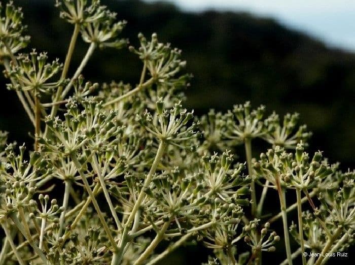 Myodocarpus 4