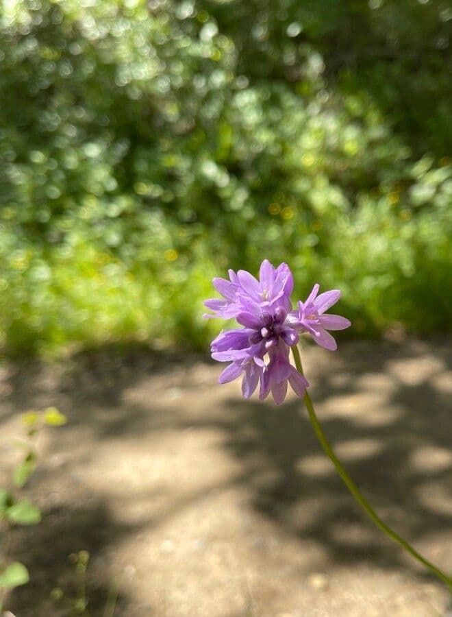Dichelostemma congestum 3