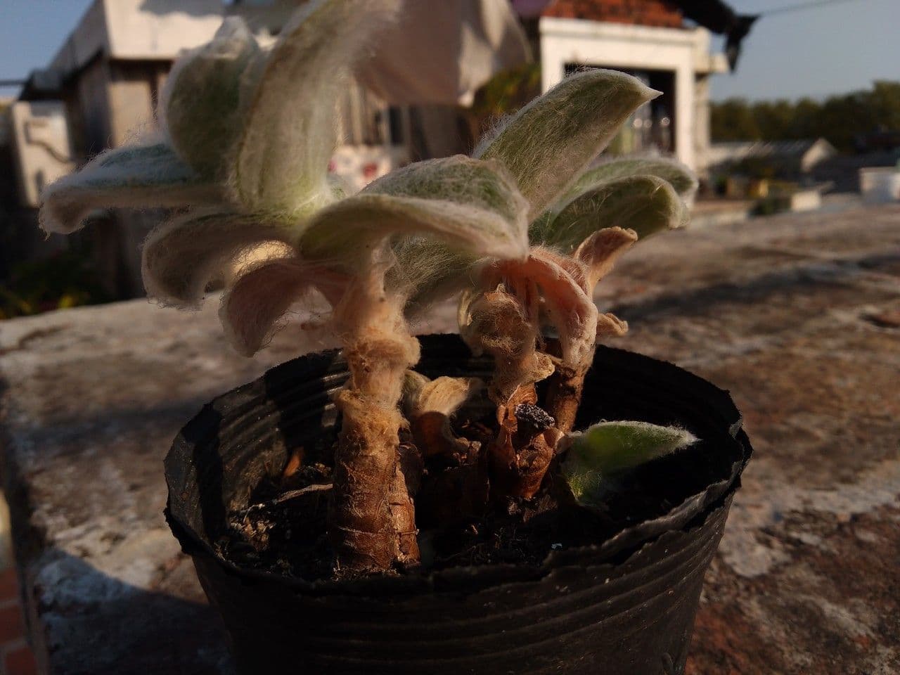 Tradescantia 19