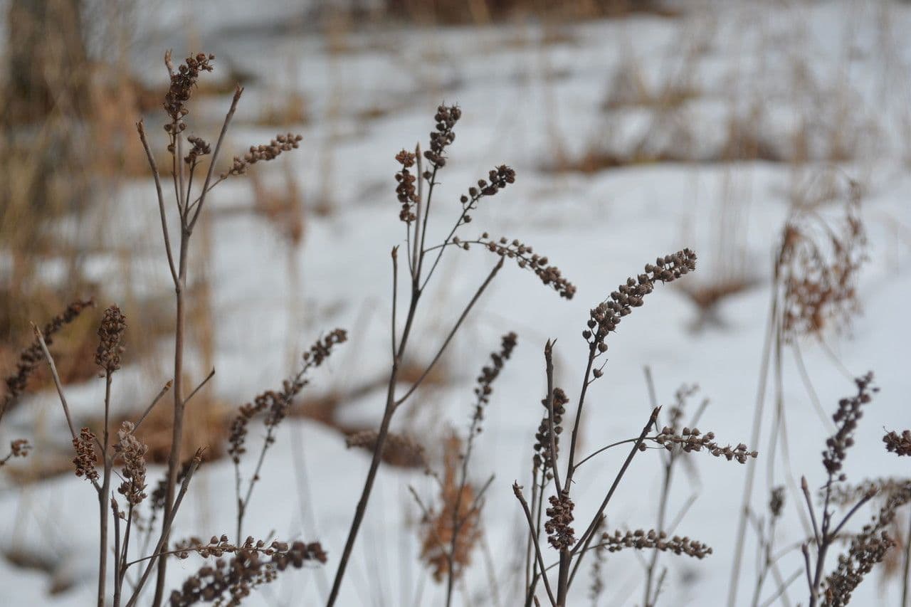 Clethra 11