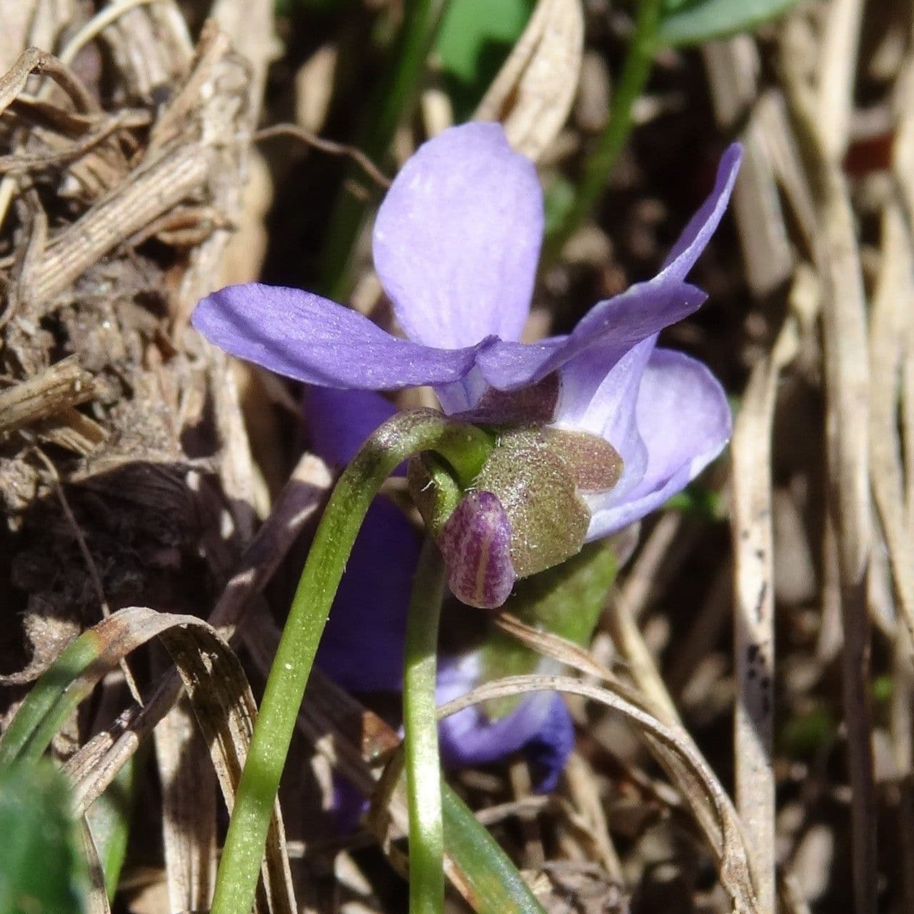 Viola pirenaica 2