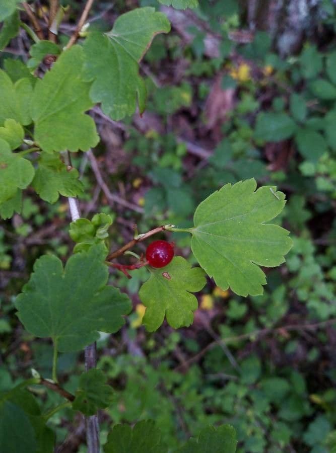Ribes alpino 5
