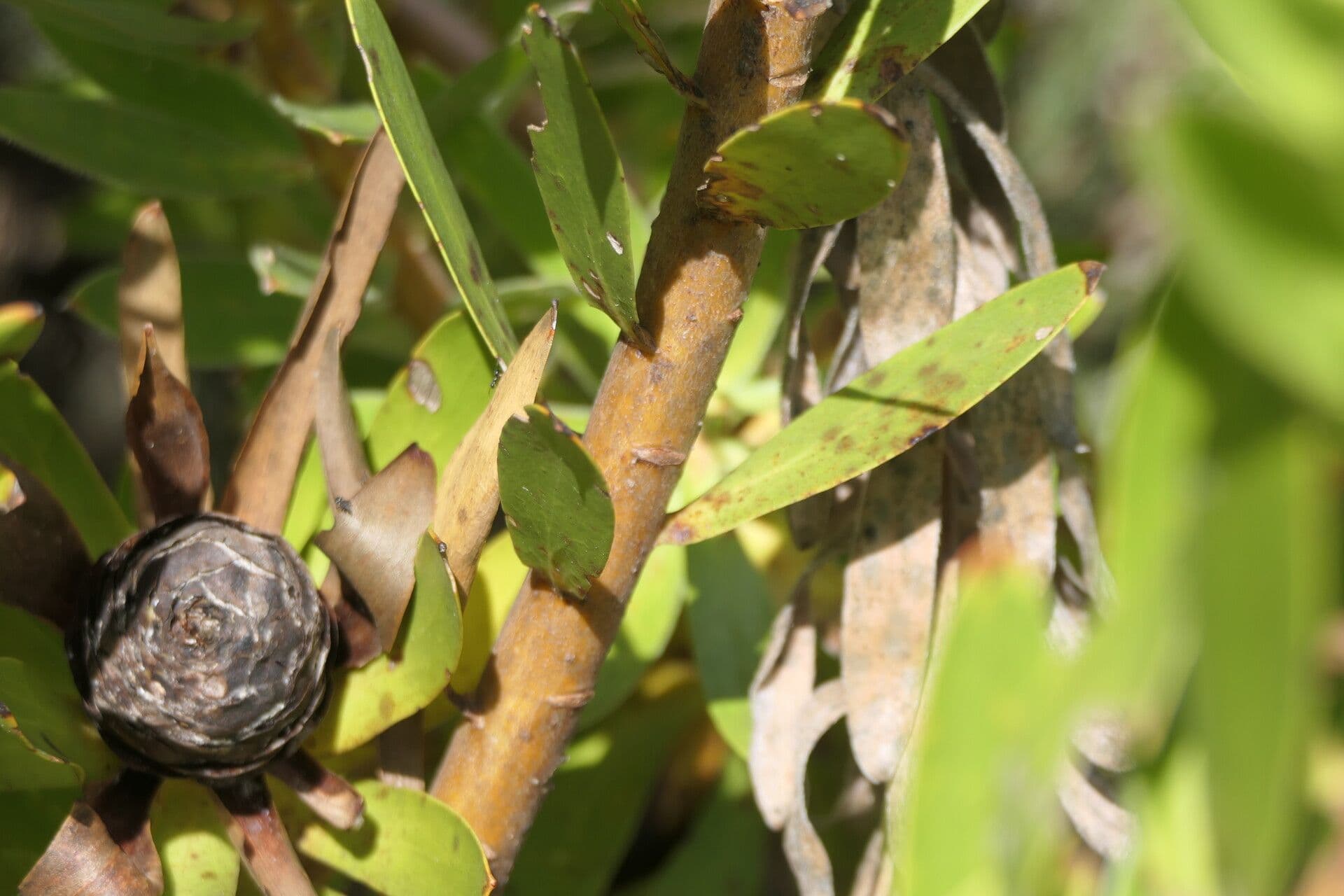 Leucadendron alloro 14