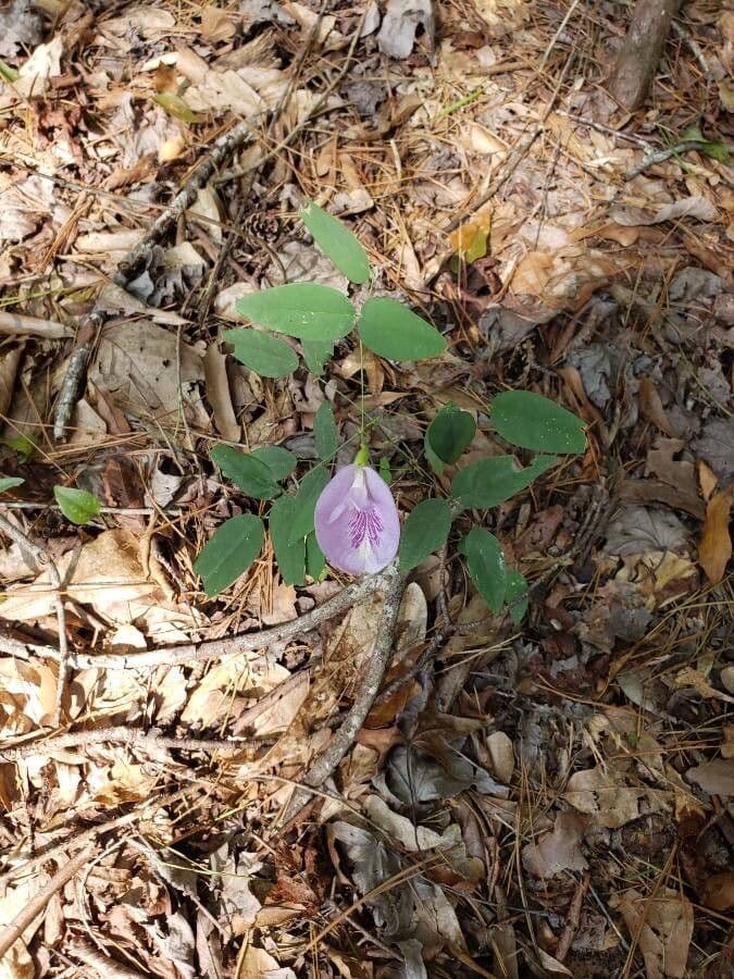 Clitoria 4