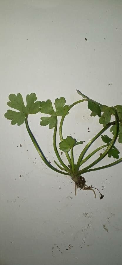 Ranunculus omiophyllus 17