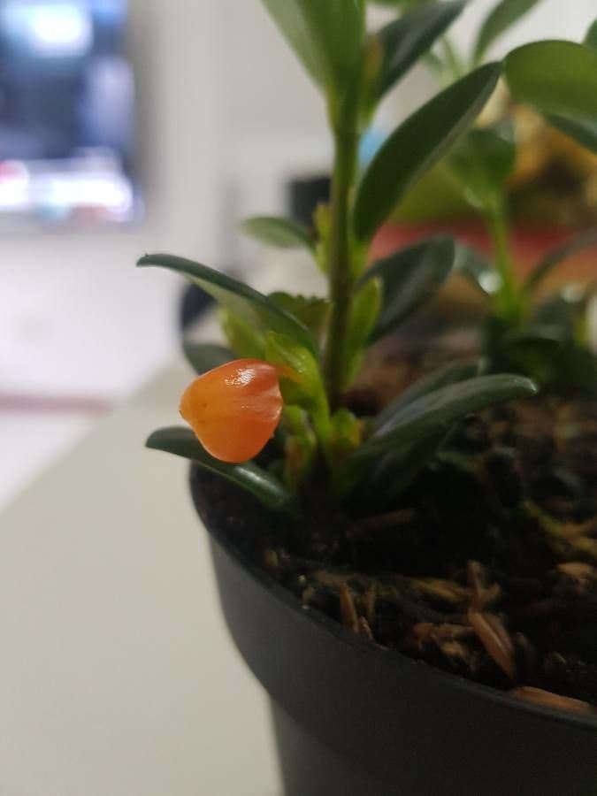 Nematanthus 3
