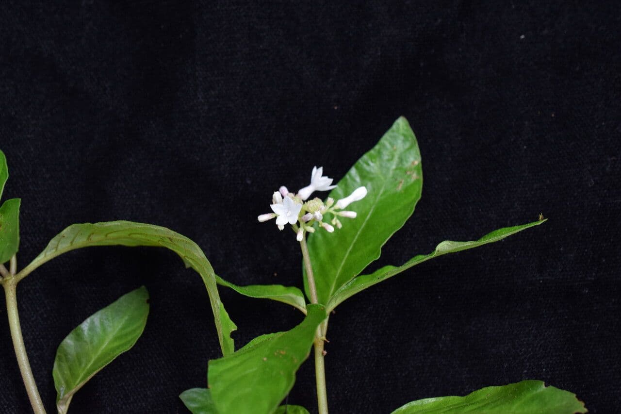 Knoxia 6