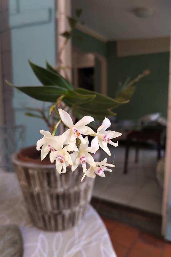Epidendrum patens