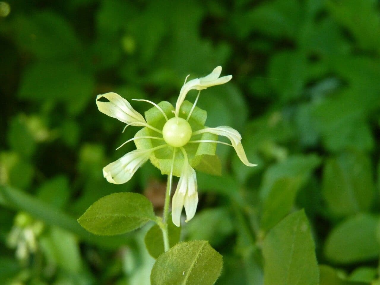Hühnerbiss 29