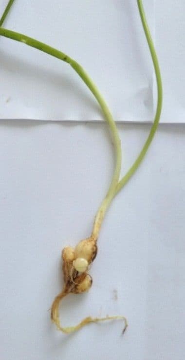 Aglio peloso 24