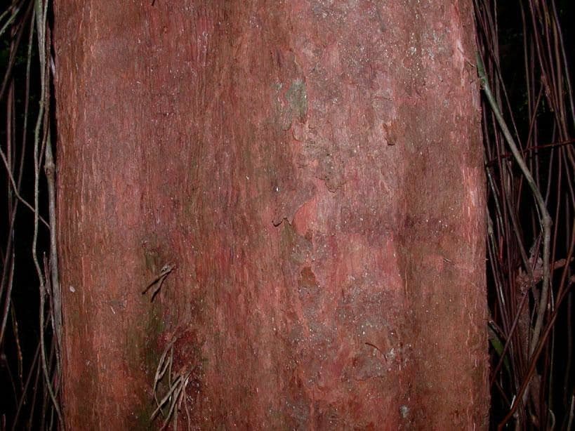Pouteria durlandii 19
