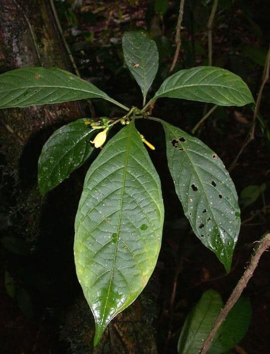 Balsamillo 11