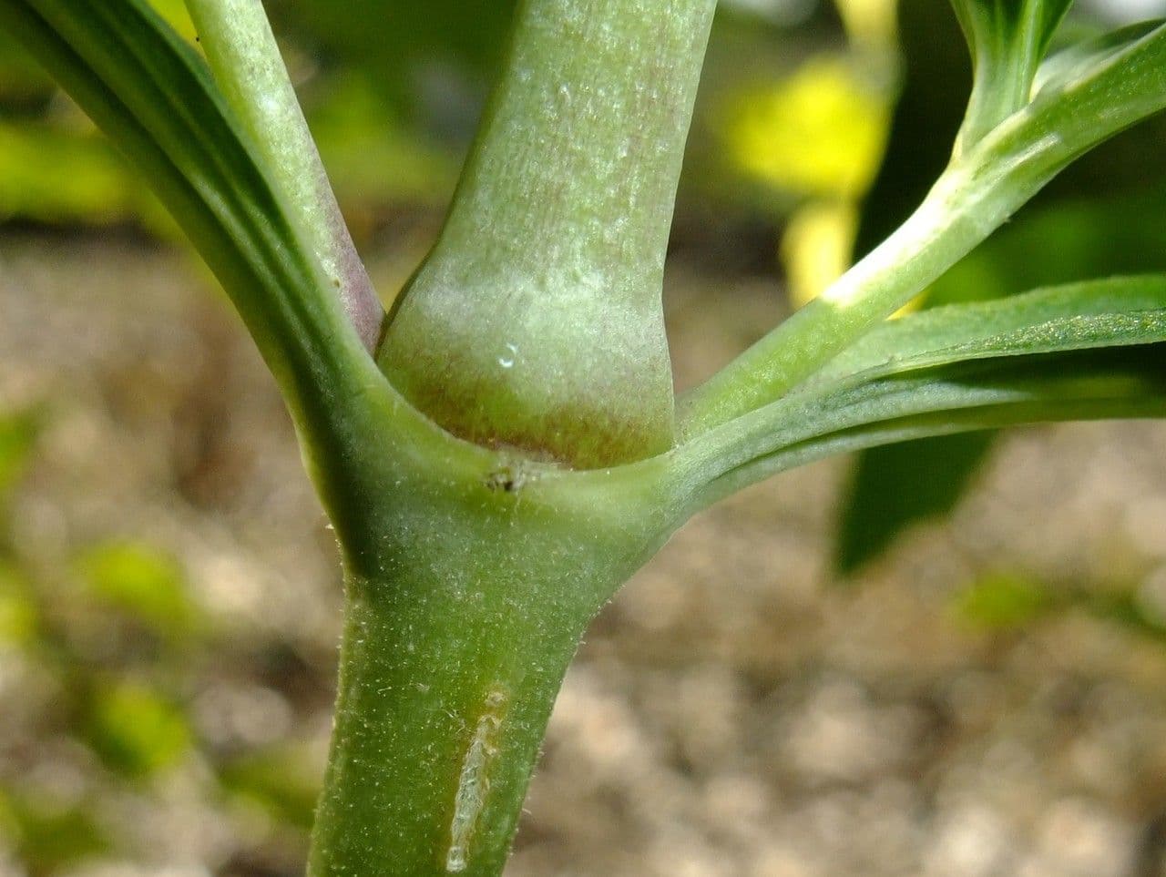 Saponaria comune 22