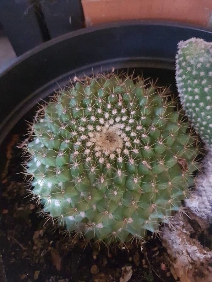 Mammillaria 16