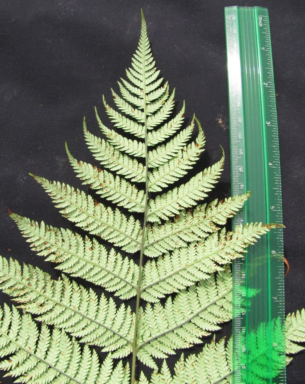 Lophosoria quadripinnata 19
