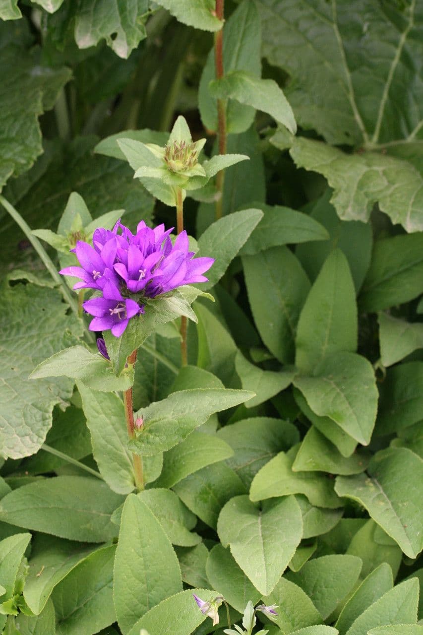 Campanula agglomerata 19