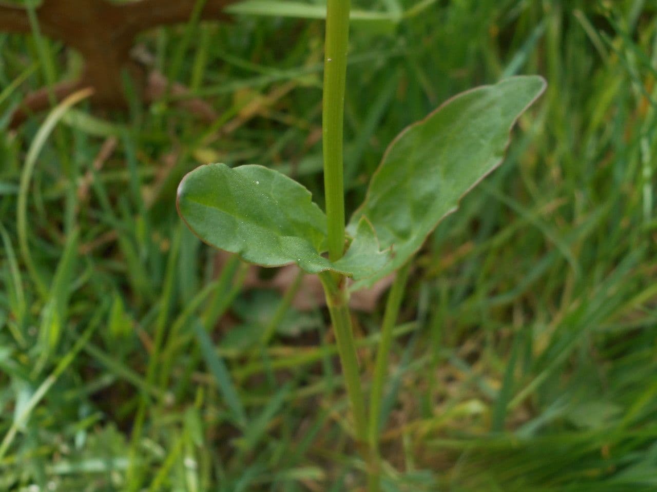 Acetosa 19