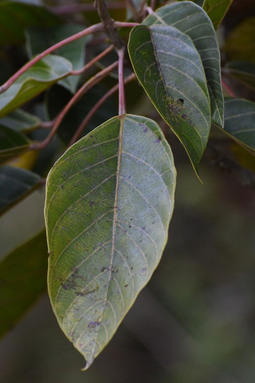 Hancea intera 5