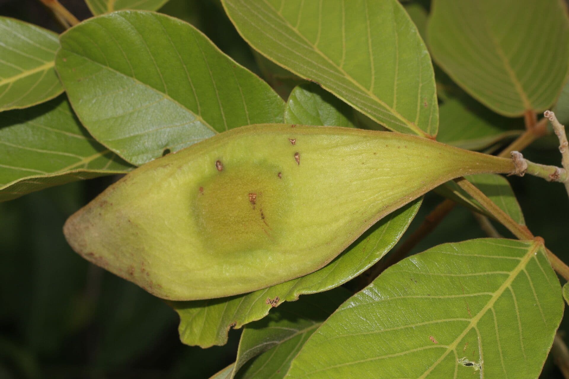 Lonchocarpus 2