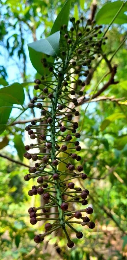 Pilocarpus pernatý 27