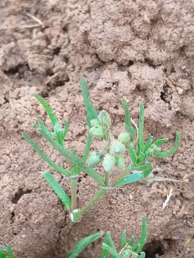 Spergularia marina 8