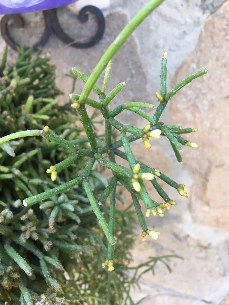 Rhipsalis 2