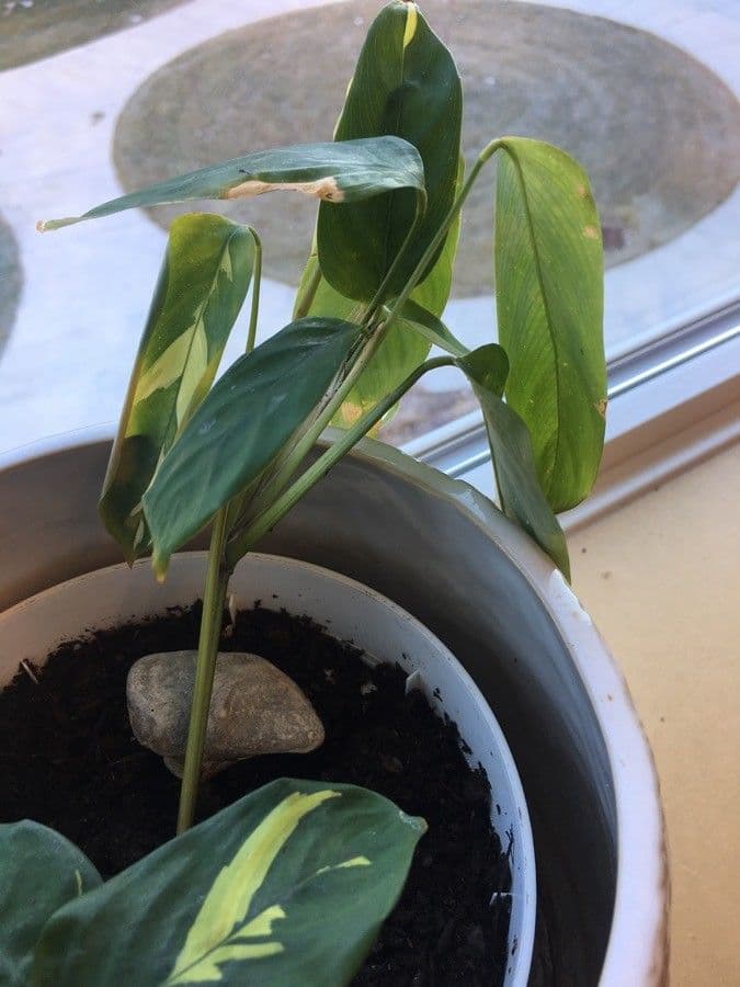 Maranta 26