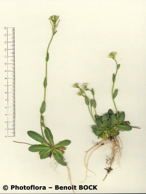 Arabis ciliata 28