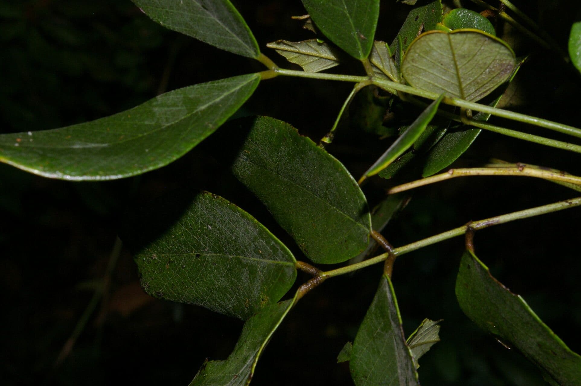 Sena atomaria 10