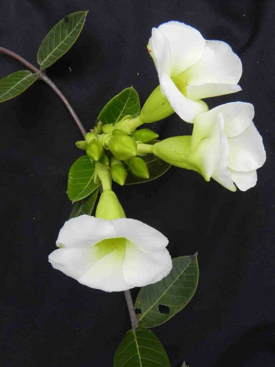 Odontadenia 4