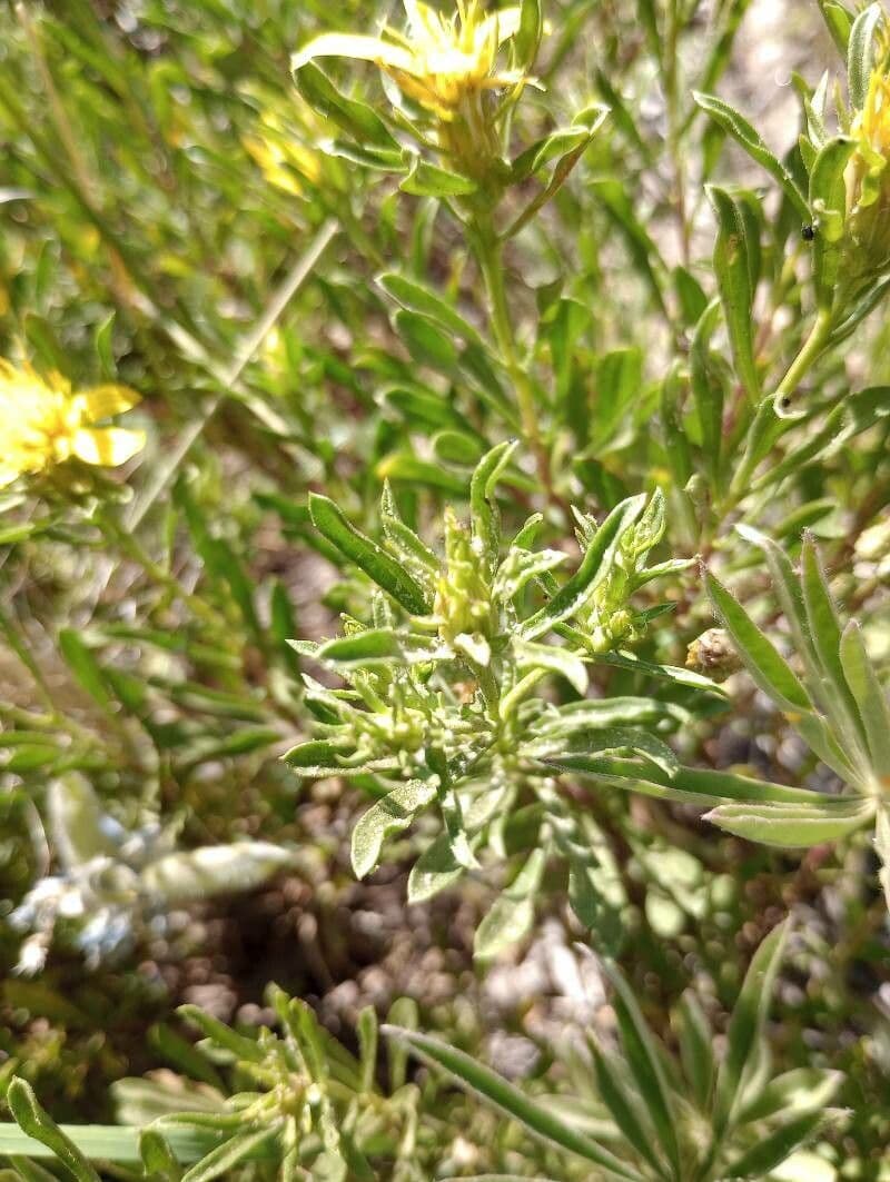 Heterotheca 6